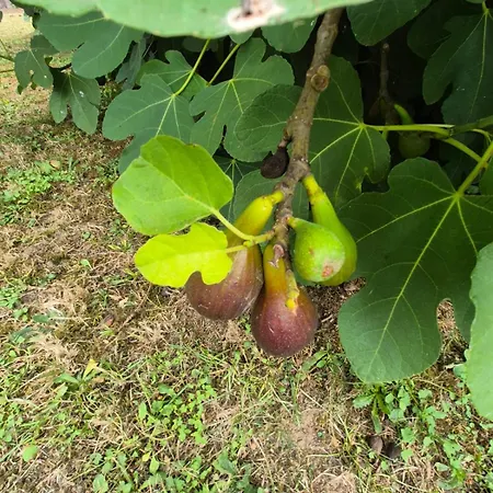 Le Bois Rouland * Le Mesnil-Mauger