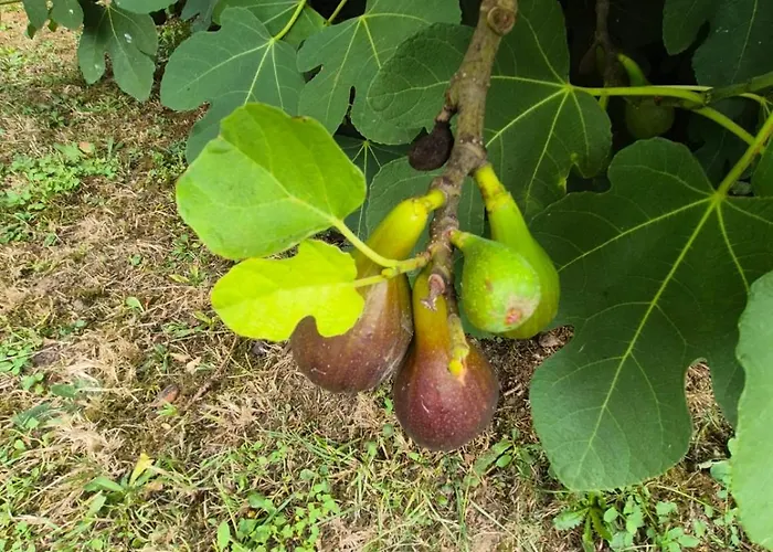 Le Bois Rouland * Le Mesnil-Mauger